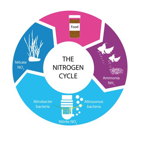 Ammonia Nitrogen Cycle