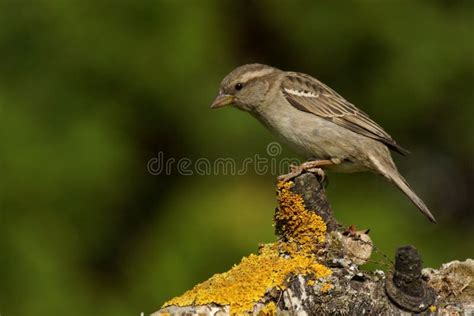 Passer Montanus Tree Sparrow Stock Photo - Image of small, sparrow: 80761826