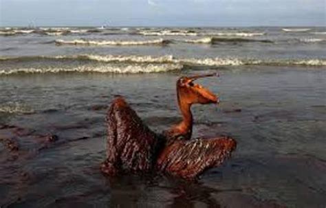 10 Facts about BP Oil Spill | Fact File