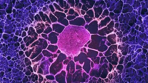 Adult stem cells control their own fate - King's College London