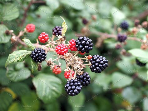 Blackberry fruits detail | High-Quality Stock Photos ~ Creative Market