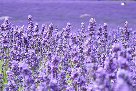 HD Lavender Flower Backgrounds | PixelsTalk.Net