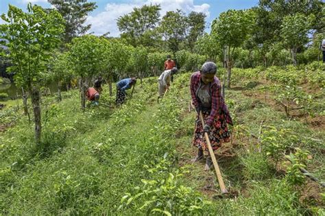 In Sri Lanka, Organic Farming Went Catastrophically Wrong: A nationwide experiment is abandoned ...