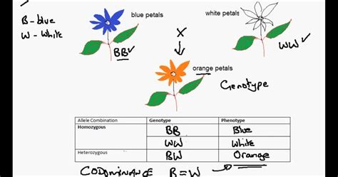 Frazer + Biology: 3.18b Codominance