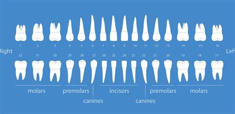 What are the different types of teeth and their functions? | DenTek