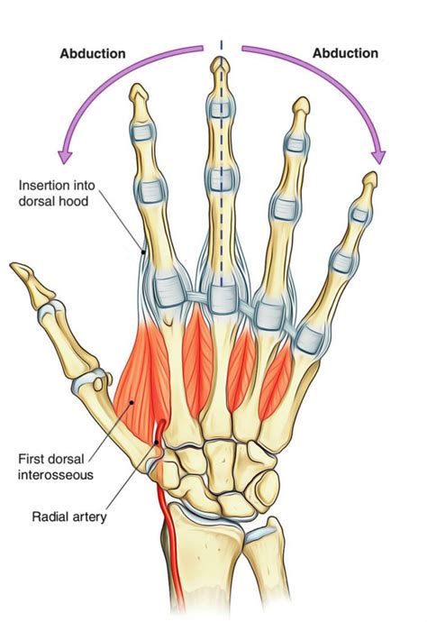 Dorsal Interossei (Hand and Foot) – Earth's Lab