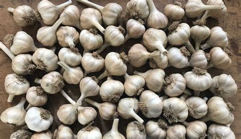 Tips For Planting Garlic In The Fall Season - Hobby Farms