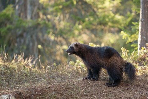 17 Wild Animals in Siberia [Wildlife in Siberia] - Kevmrc