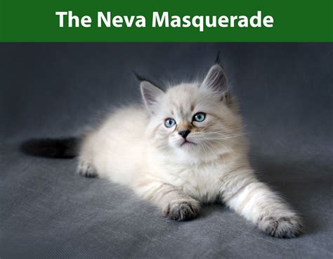 The Neva Masquerade - Siberian Cats