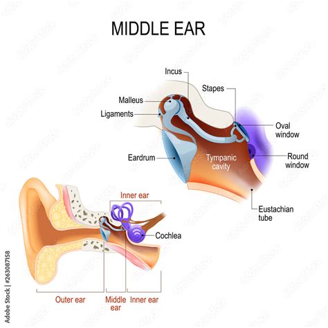 Middle ear. Three ossicles: malleus, incus, and stapes (hammer, anvil ...