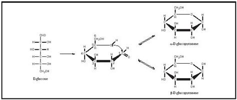 Carbohydrates - Chemistry Encyclopedia - structure, reaction, proteins, molecule, Aldoses ...