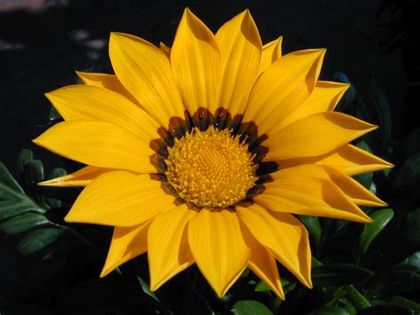 File:Sunflower 108.jpg - Wikipedia