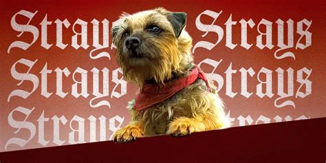 'Strays': Release Date, Cast, Trailer, and Everything You Need to Know