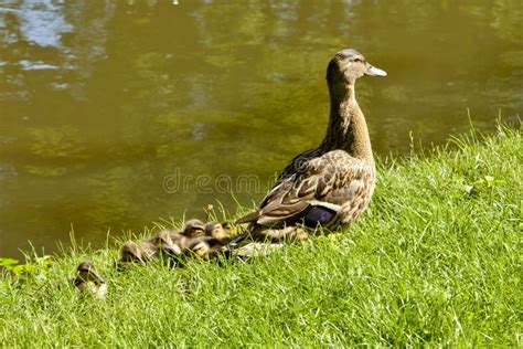 Female Mallard Duck And Ducklings Stock Photo - Image: 25227178