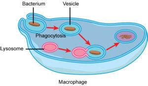 4.11 Vesicles and Vacuoles, Lysosomes, and Peroxisomes – Mt Hood ...