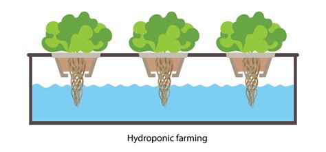 Hydroponic system: Basics of Hydroponics, Mineral Nutrition in Plants ...