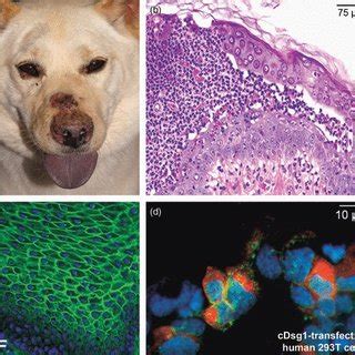 What Causes Impetigo In Dogs