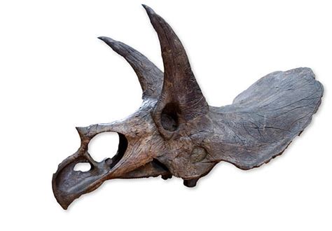 420+ Triceratops Skull Stock Photos, Pictures & Royalty-Free Images ...