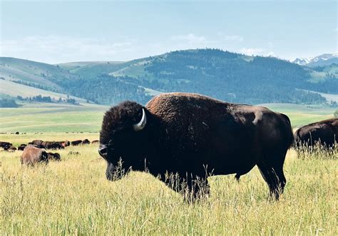 Canadian Bison Association :: First Nations seek free-roaming bison herds