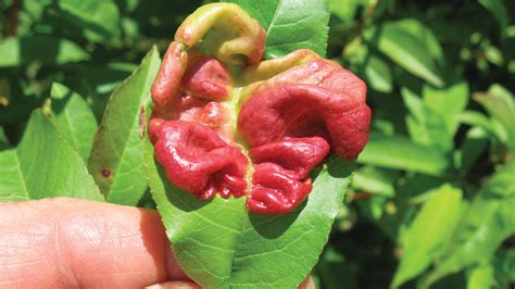 Peach Leaf Curl is One Scary Disease - Growing Produce