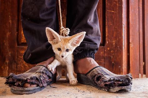 Wildlife Photographer of the Year 2014: Winning Images and Finalists