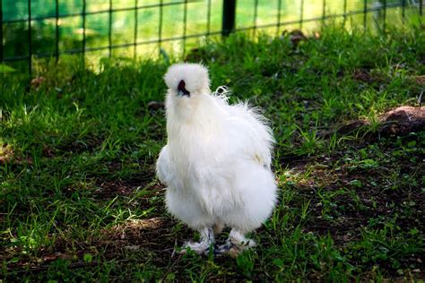 Are Silkie Chickens the New Trendy Pet to Have in Singapore? | Tatler Asia