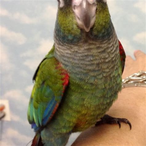 Crimson Bellied Conure #105709 for sale in Chester, NJ