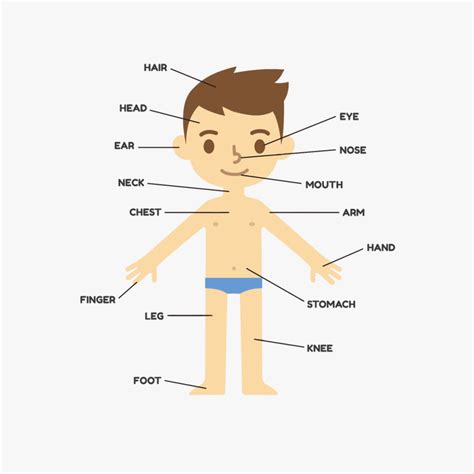 Body Parts Png - Human Body Kids , Free Transparent Clipart - ClipartKey