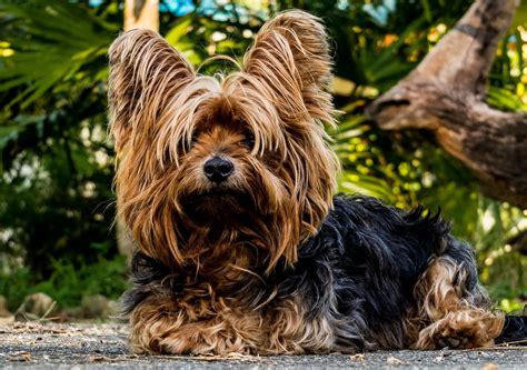 Top 10 Small Dog Breeds In The World