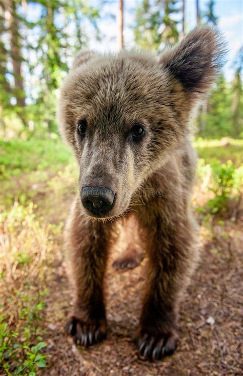 Wild Brown Bear Cub Looking at Camera Close-up Wide Angle. Cub of Brown ...