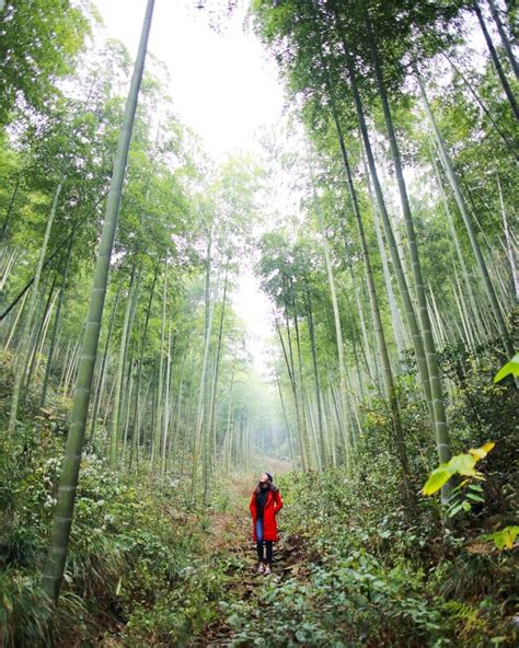 Alila Anji in China: Redefining Eco-Luxury Amidst Bamboo Groves and Tea Plantations | Yoga, Wine ...