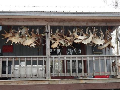 Naturally Shed Antlers - Mad River Antler