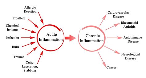 Anti Inflammatory For Dogs - Best K9 Pain Reliever?