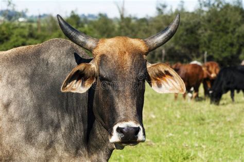 A Bos Indicus Breed Cow with Horns Stock Photo - Image of closeup, grass: 129711072