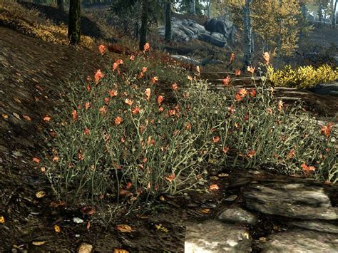 Skyrim:Red Mountain Flower - The Unofficial Elder Scrolls Pages (UESP)