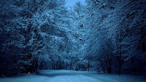 Winter Wonderland: HD Wallpaper of a Serene Snowy Forest at Dusk