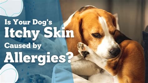 Is Your Dog's Itchy Skin Caused by Allergies? Here's How to Tell. – Nuesta Pets