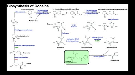 🍃 Cocaine Biosynthesis - YouTube