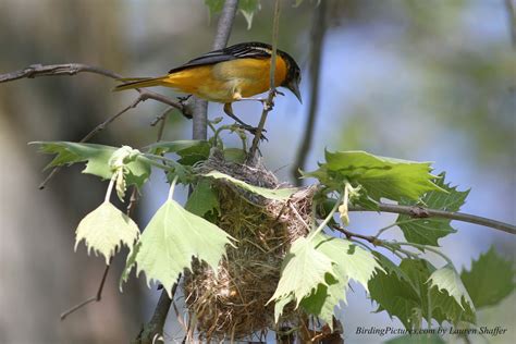 Baltimore Oriole Nest – Birding Pictures