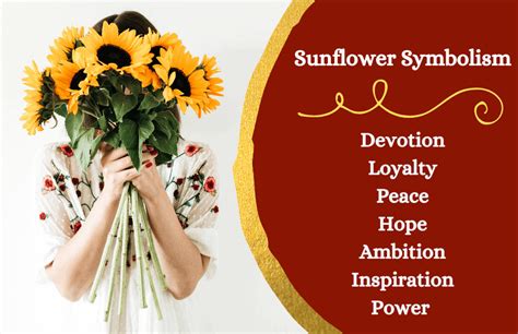 Sunflower – Symbolism and Meaning - Symbol Sage