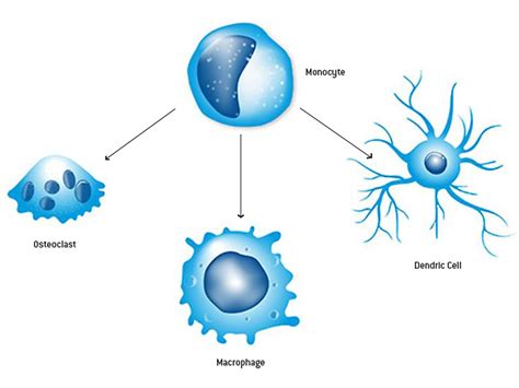 Tuning Macrophages for Immunotherapy | Lonza