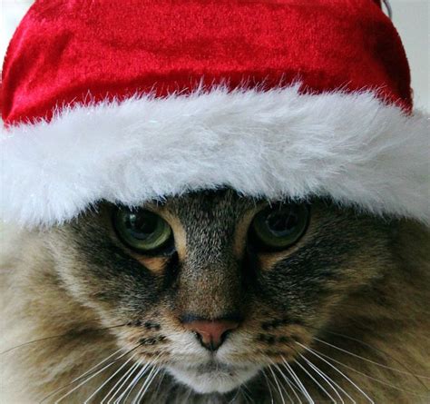 12 best Cats in Santa Hats images on Pinterest | Christmas animals, Merry christmas and Merry ...