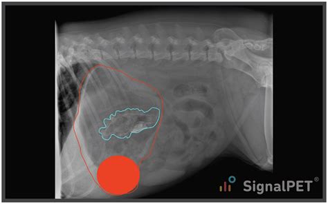 SignalPET Radiology Case of the Week | Gastrointestinal Foreign Body