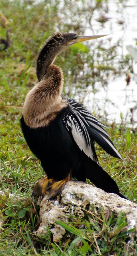 Birds of the Everglades : Southern Florida | Visions of Travel