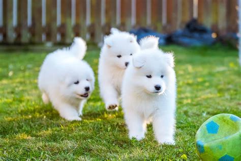 How Much Does a Samoyed Cost? (2024 Price Guide)