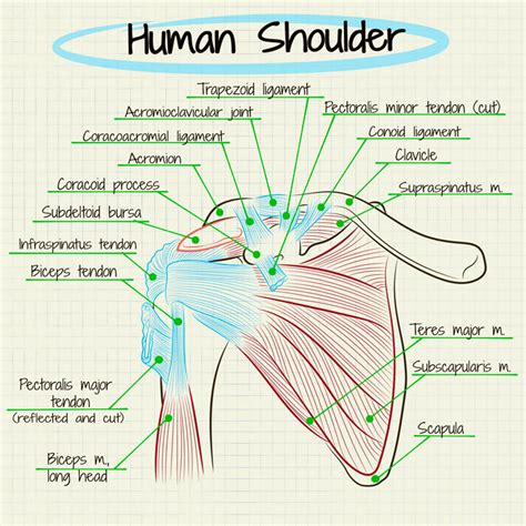 A Practical Guide to Shoulder Pain: Learn How to Self-Diagnose and ...