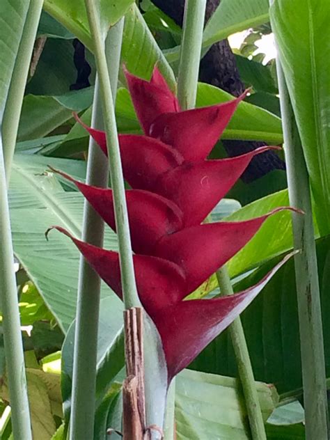 Heliconia | Trees to plant, Amazing flowers, Flowers online