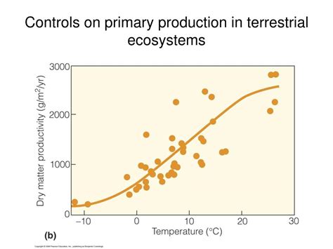 PPT - Ecosystem energetics PowerPoint Presentation, free download - ID:5614957