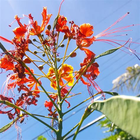 Pride of Barbados. 🌺🌺🌺 : r/gardening