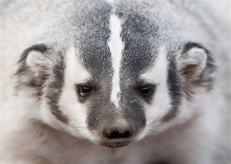 American Badger Facts: Animals of North America - WorldAtlas